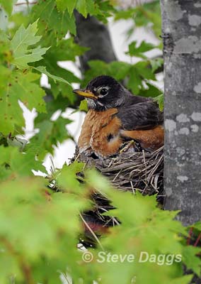 3 Nesting